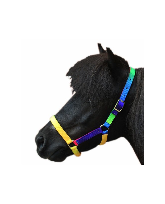 6496_licol-multicolore-shetland_lahalleauxminis