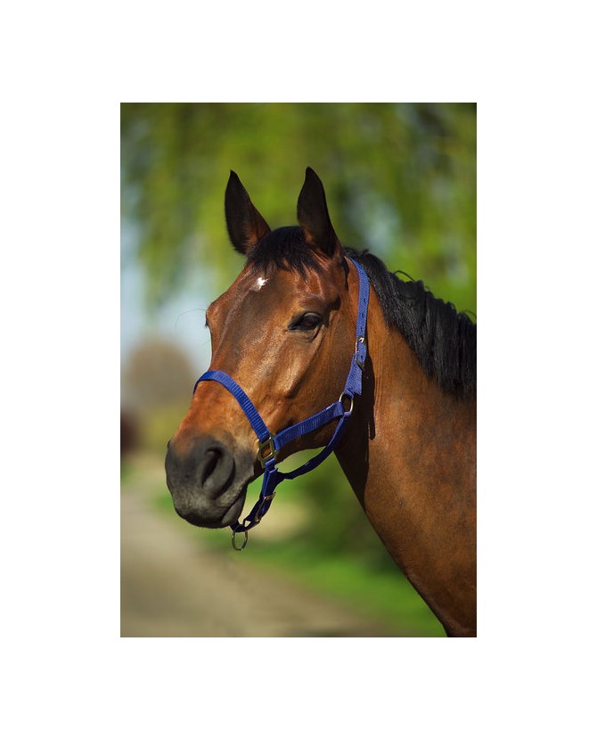 510031_Licol_poney_reglable_nylon_bleu_lahalleauxminis