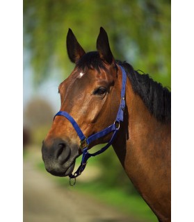 510031_Licol_poney_reglable_nylon_bleu_lahalleauxminis